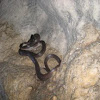 island snake (cave snake)