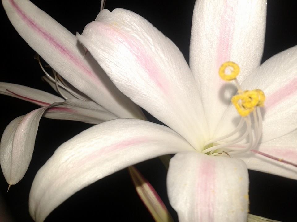 crinum lily