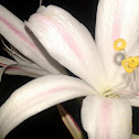 crinum lily