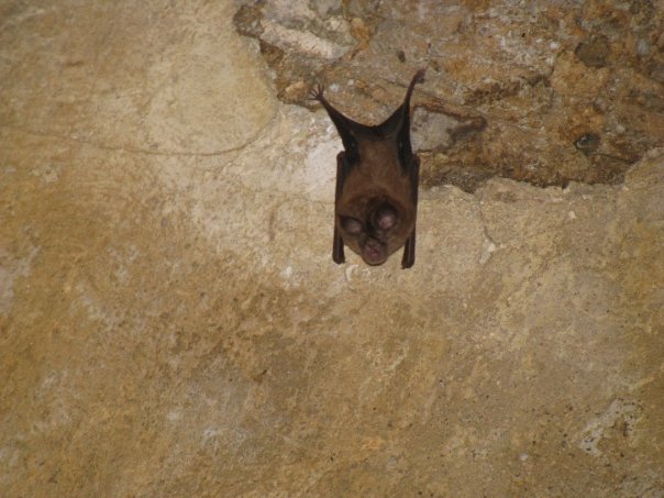 Bat