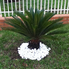 Sago Palm