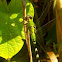 Eastern Pondhawk