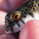 Common Toadfish