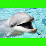 جميلة الدلافين اللغز! لعبة Apk