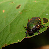 small Flower Chafer