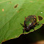 small Flower Chafer