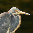 Tricolored Heron