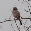 Daurian Shrike