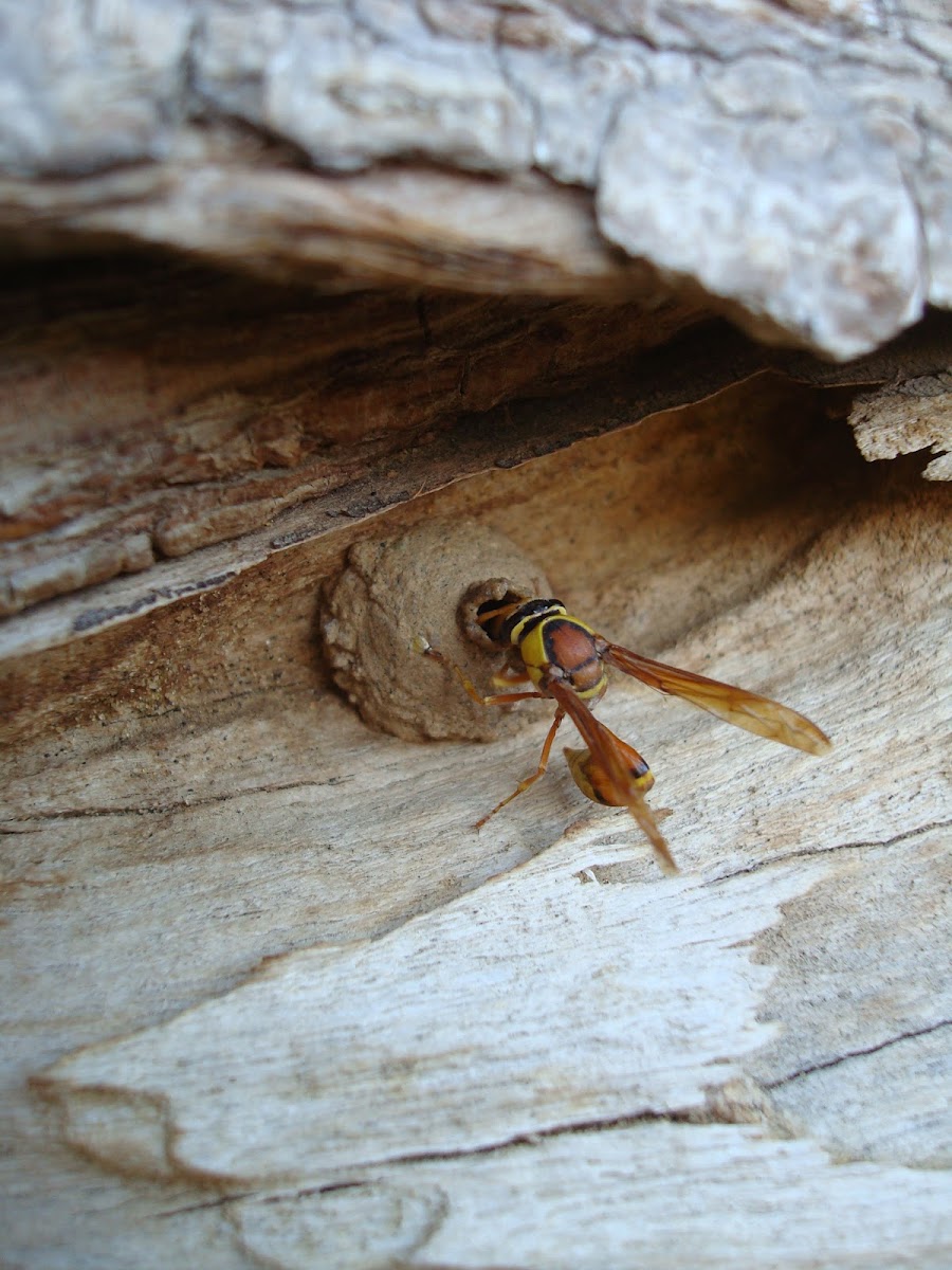 Indian potter wasp