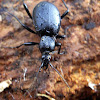 Glatter Laufkäfer (ground beetle)