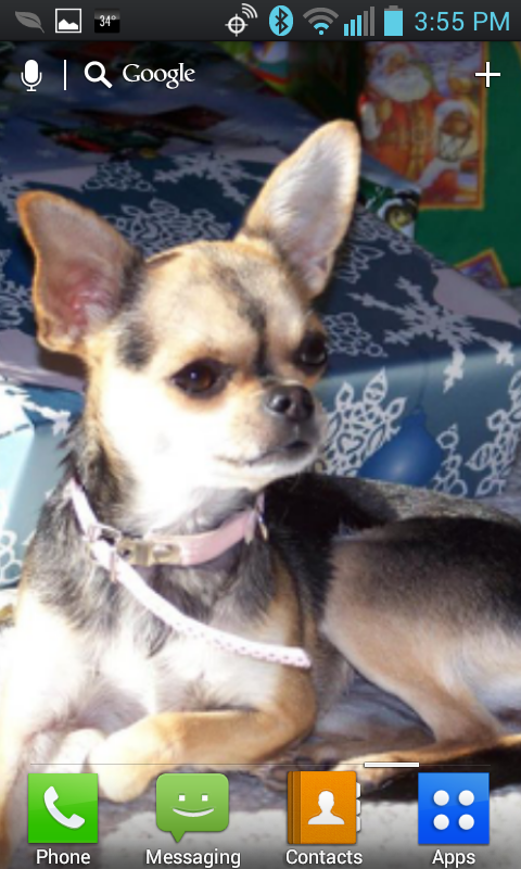 Android application Chihuahua Live Wallpaper screenshort