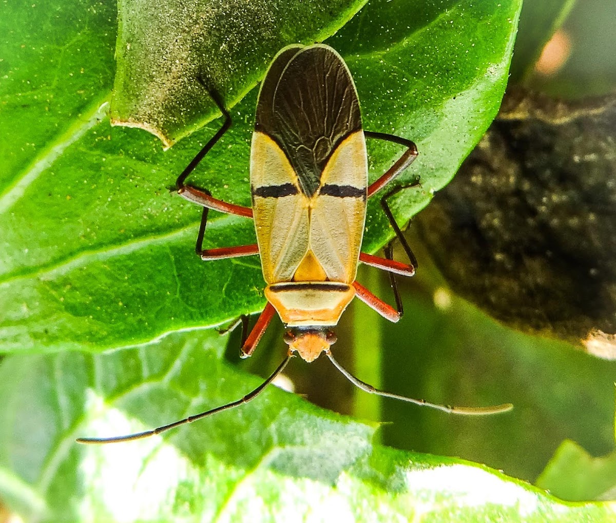 Cotton-stainer bug