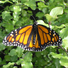 monarch butterfly (kahuka)