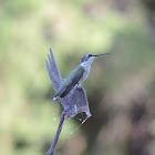 Ruby-throated Hummingbird (female)