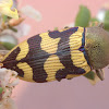 Simulated jewel beetle