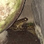 Philippine toad