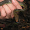 Common whipsnake