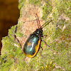 Manzanita Leaf Beetle (adult and larva)