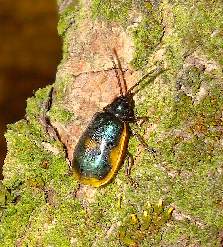 Manzanita Leaf Beetle (adult and larva)