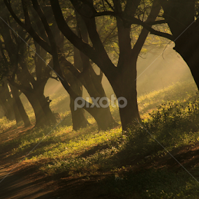 Rays by Sai Kiran - City,  Street & Park Street Scenes