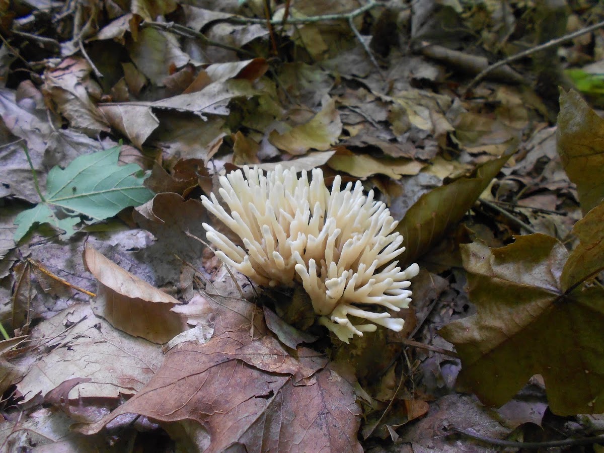 White Coral Fungus 