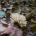White Coral Fungus 