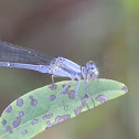 Blue-fronted Dancer Damselfly (male)