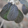 Willowood Hybrid Leatherleaf Viburnum