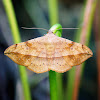 Erebid Moth