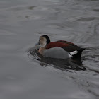 Ringed Teal