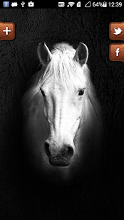 Gala Equitación Screenshots 0