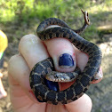 Plain-bellied watersnake