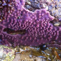 Purple sponge