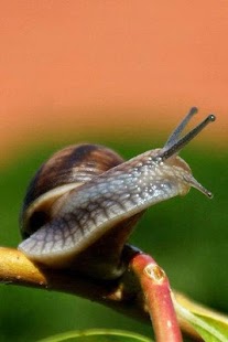 Snail wallpapers