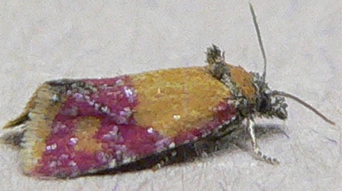 Primrose Cochylid Moth