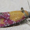 Primrose Cochylid Moth