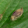 Moth Cocoon