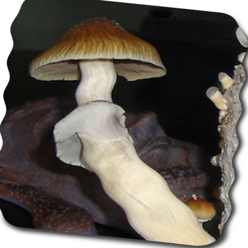 Magic Mushrooms Wallpaper