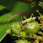 Tree cricket (nymph)