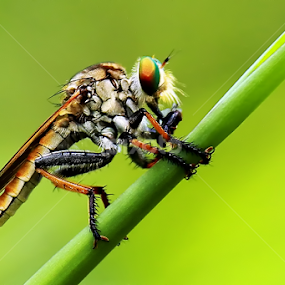 by Didik Baen - Animals Insects & Spiders