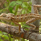Oriental Garden Lizard or Changeable Lizard