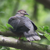 Torcaza / Chilean Pigeon