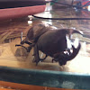 Siamese rhinoceros beetle or fighting beetle