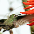 Beija-flor-cinza (Sombre Hummingbird)