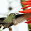 Beija-flor-cinza (Sombre Hummingbird)