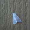 White Moth