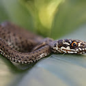 Viperine water snake,Cobra de água viperina