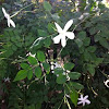 Common jasmine 