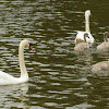 Mute swans with cygnets
