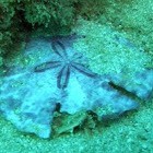 Sand dollar